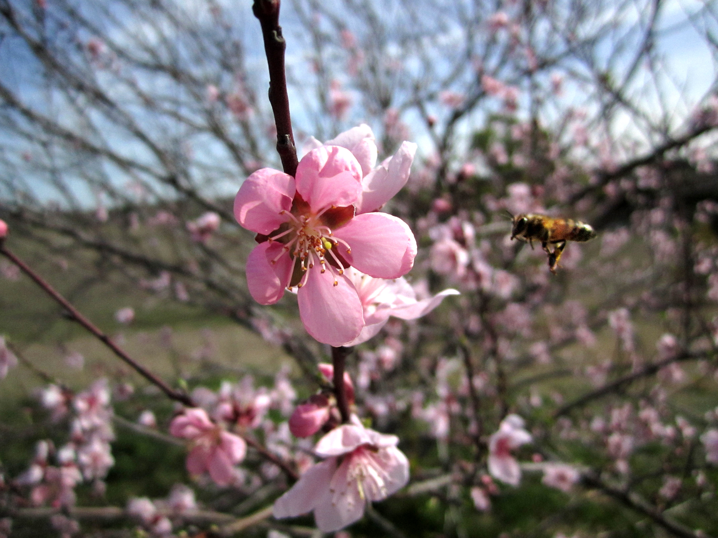 Friday Fun Facts – Summer Fruits and Pollination