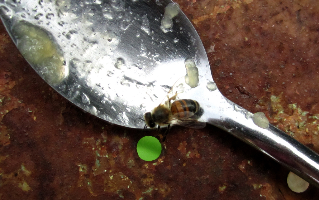 Homemade Applesauce & A Visitor