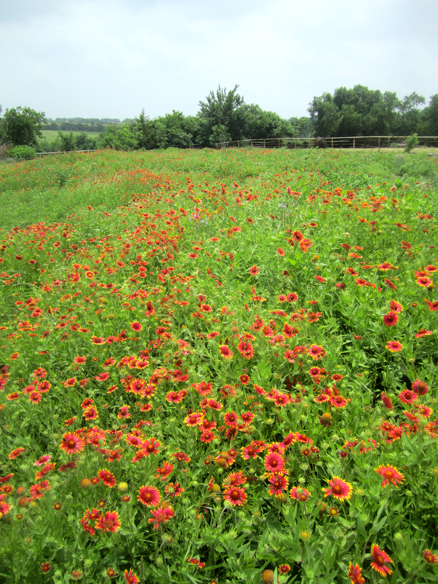 Friday Fun Facts – Killing Bees In Your Own Garden