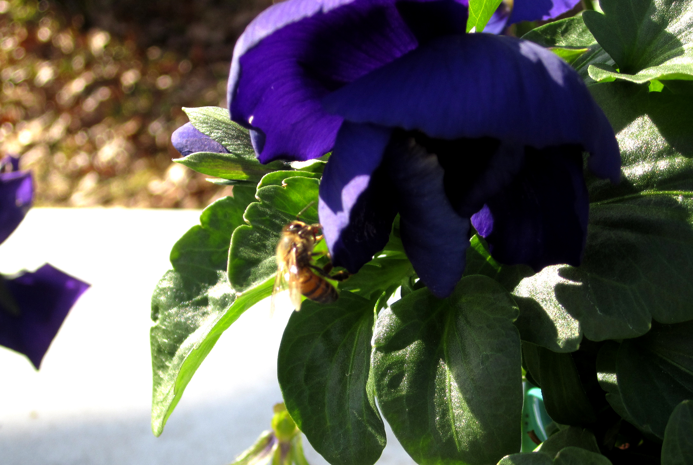 Orange Shallot Dressing and A January Bee