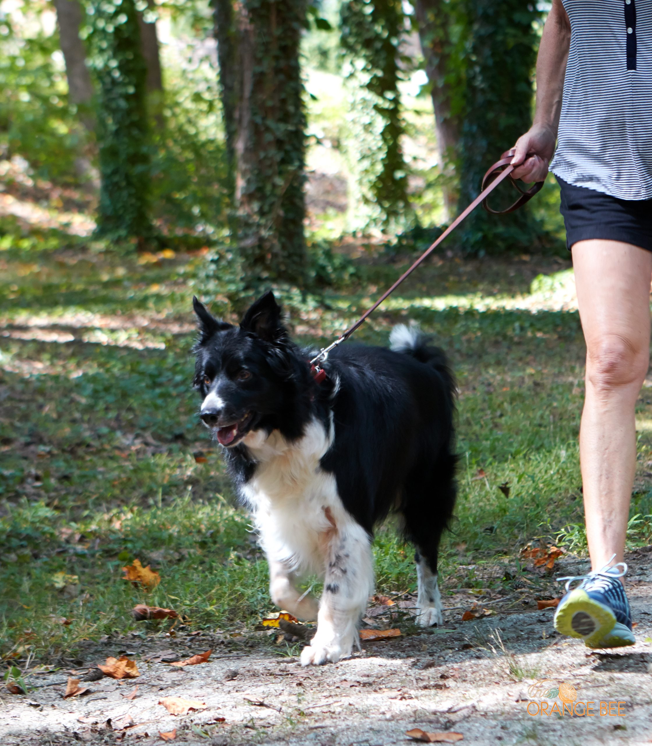 Old Dog – Old Tricks