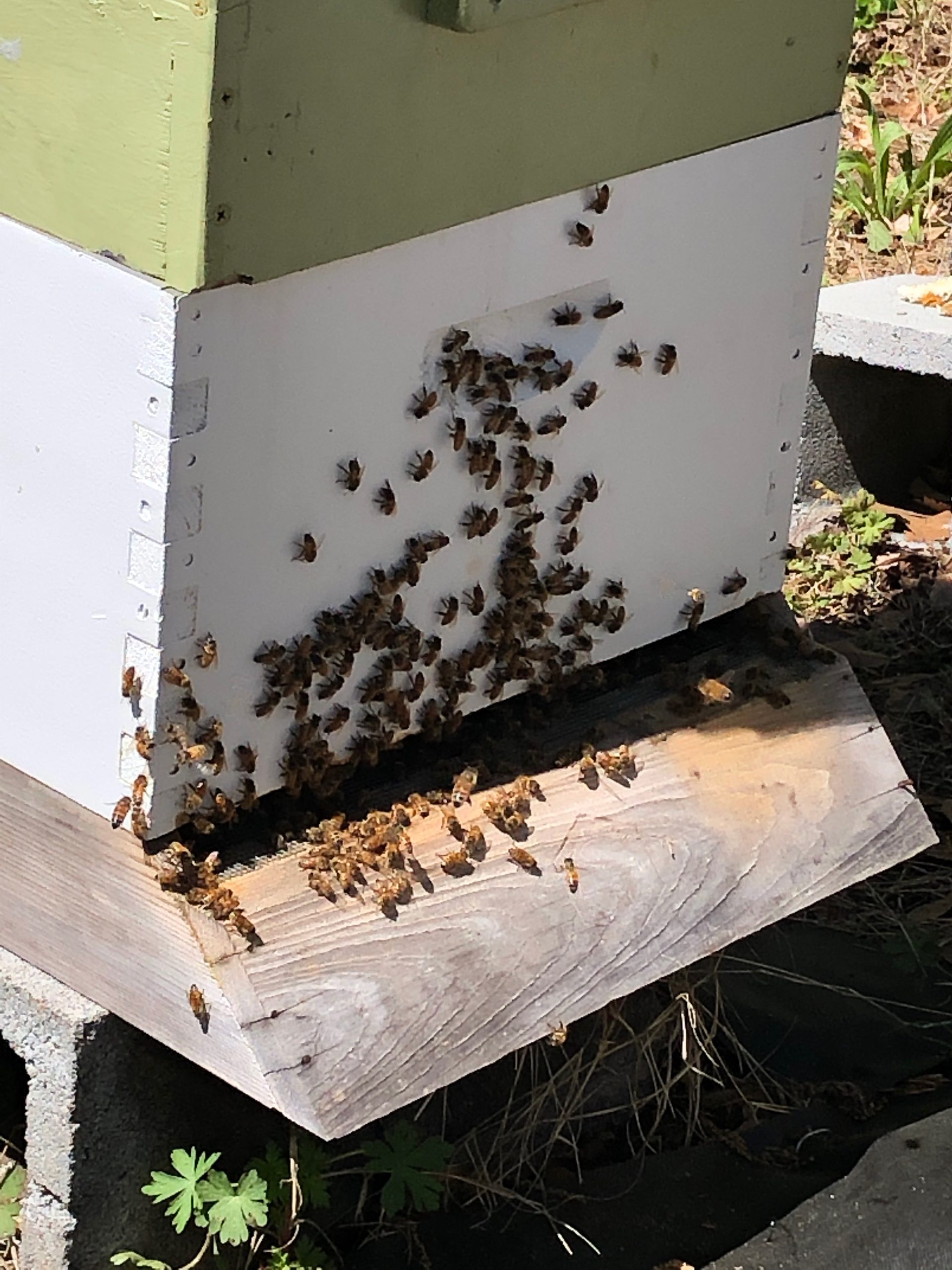 Spring 2019 Bee Report